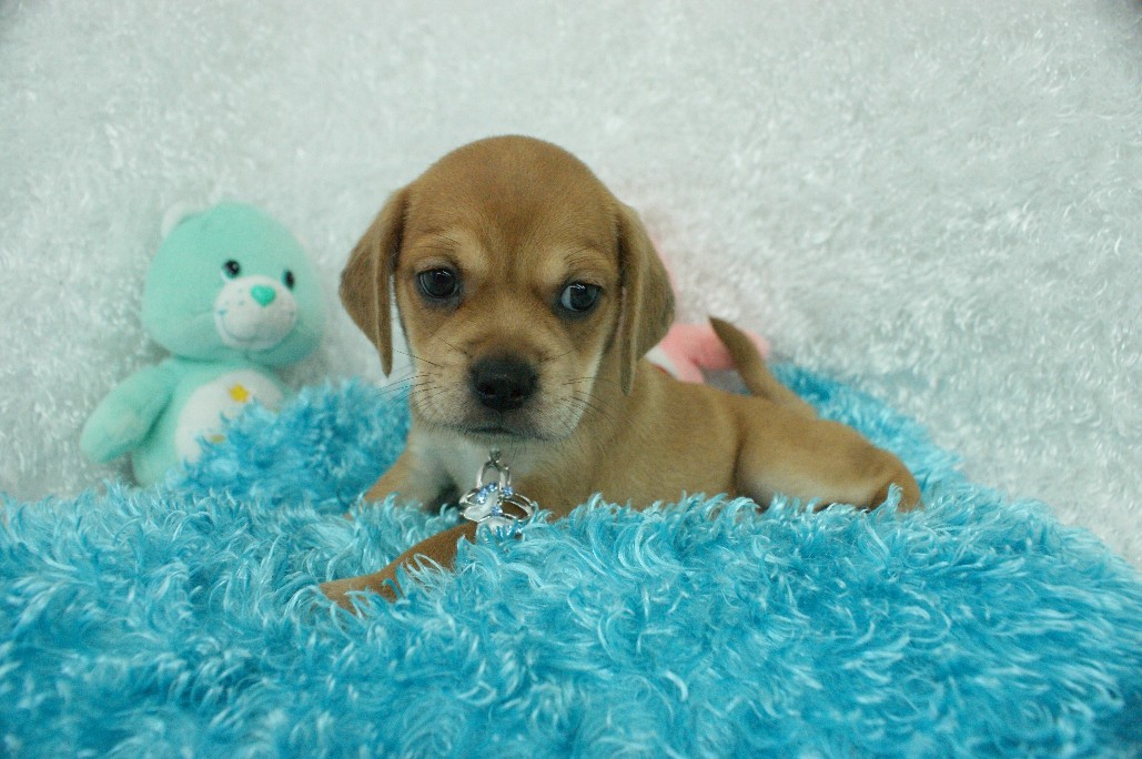 Marshmallow Puggle Rockin R Puppies